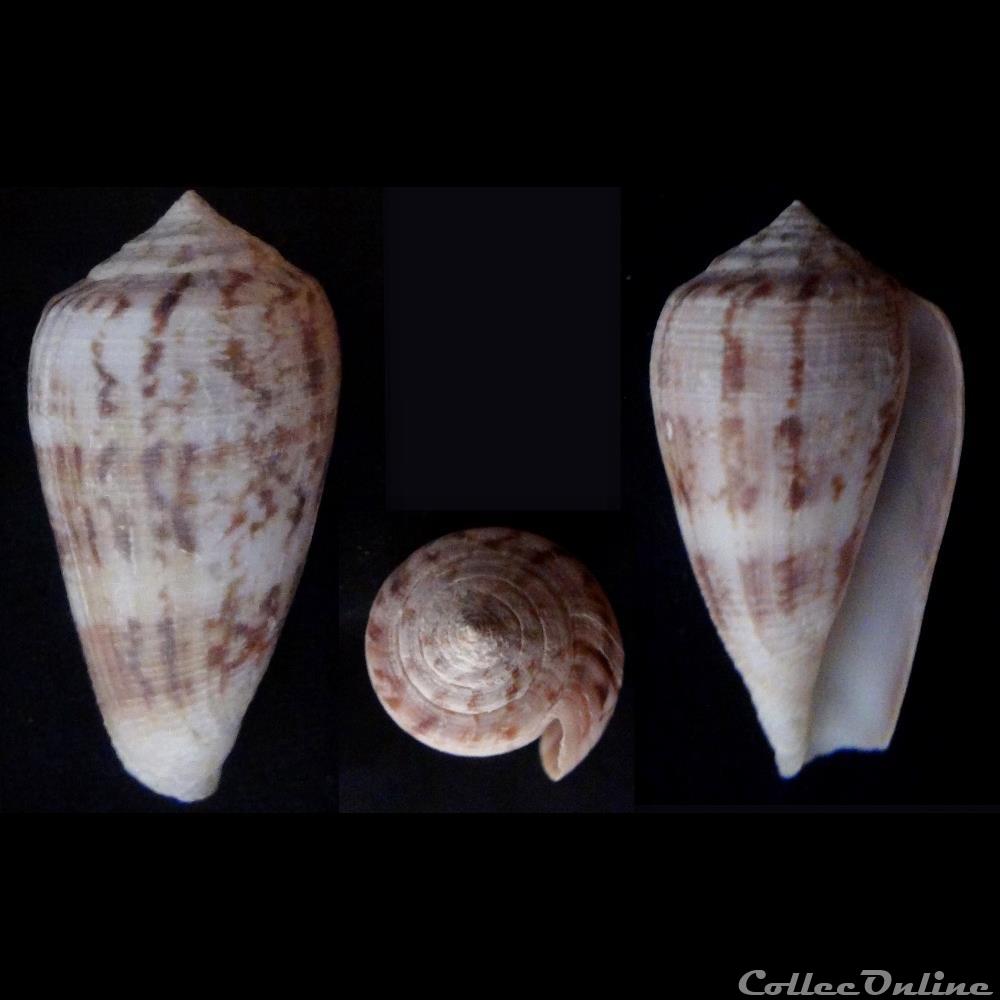 coquillage fossile gastropodum floraconus floraconus anemone lamarck 1810