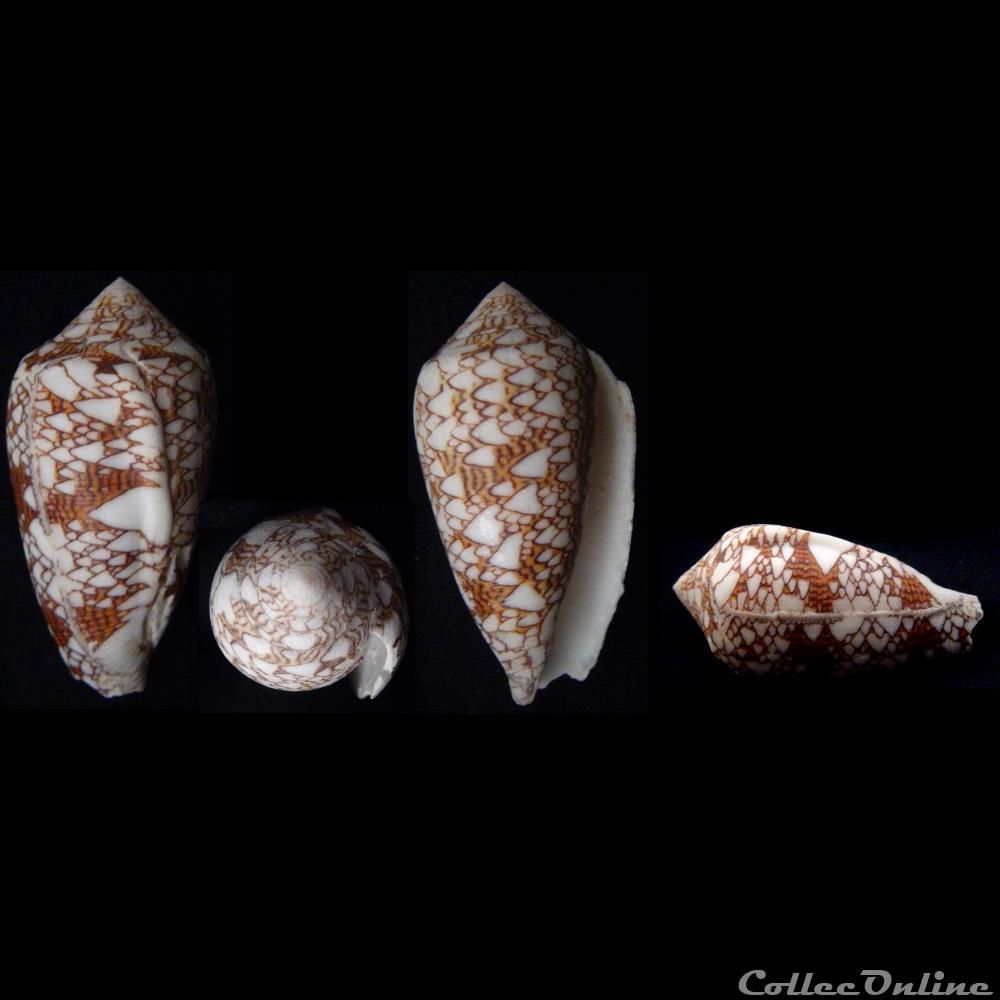 Cylindrus textile (Linnaeus, 1758) coquillage fossile gastropodum cylindrus textile linnaeus 1758