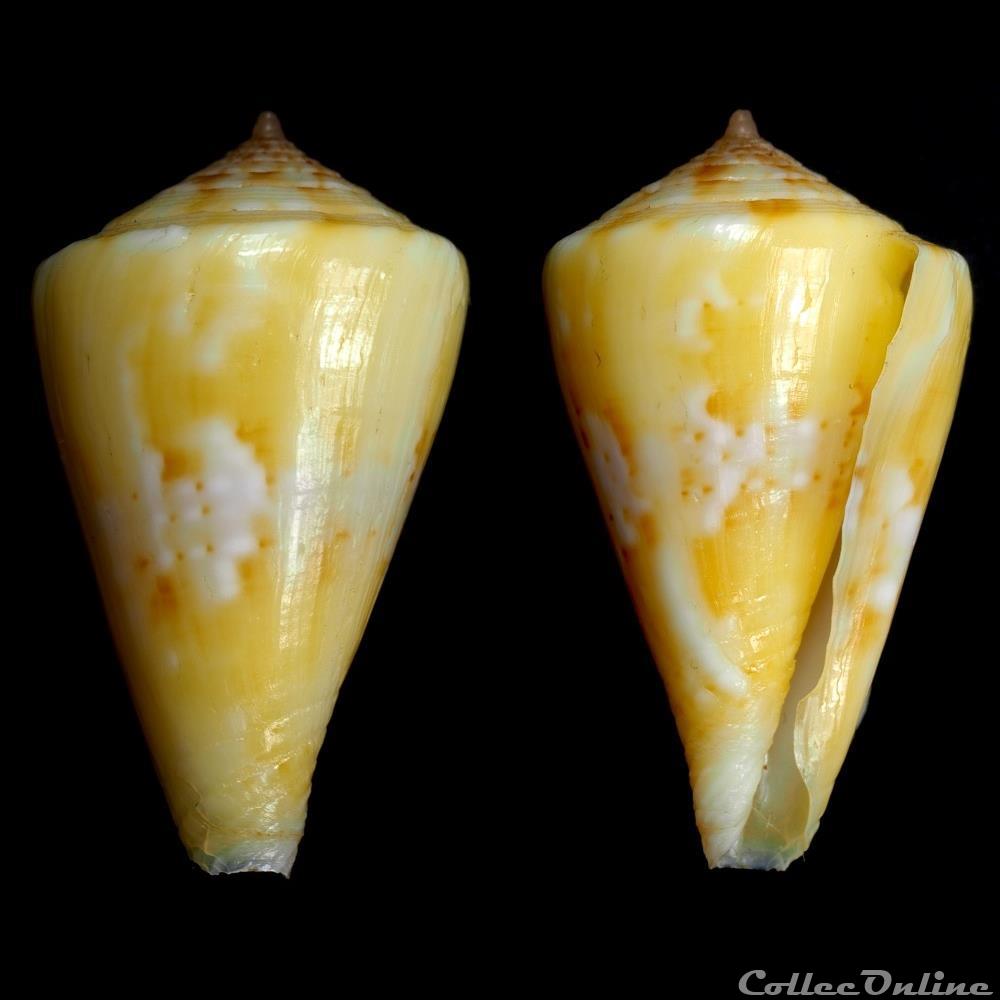Boucheticonus dayri (Röckel & da Motta, 1983) coquillage fossile gastropodum boucheticonus dayri rockel da motta 1983