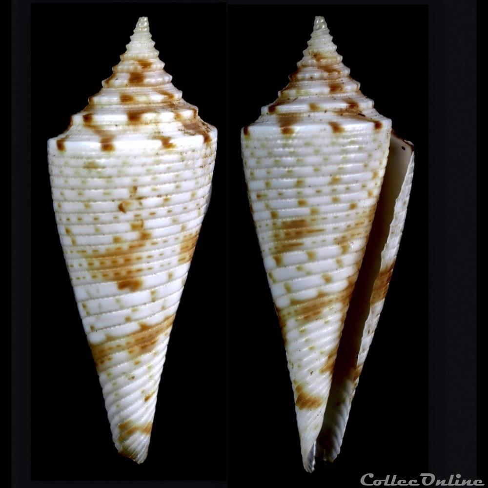 Fusiconus (Bathyconus) schepmani (Fulton, 1936) coquillage fossile gastropodum fusiconus bathyconus schepmani fulton 1936
