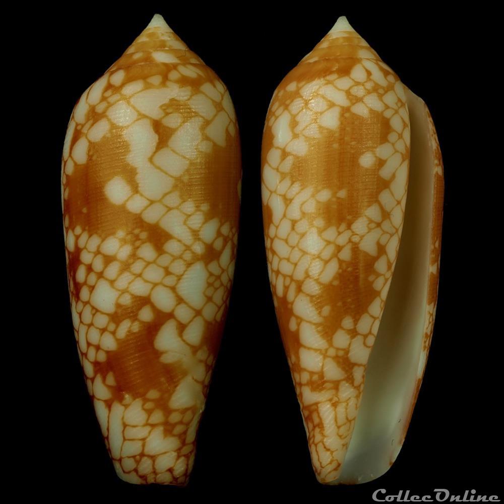 Darioconus gracianus (da Motta & Blocher, 1982) coquillage fossile gastropodum darioconus gracianus da motta blocher 1982