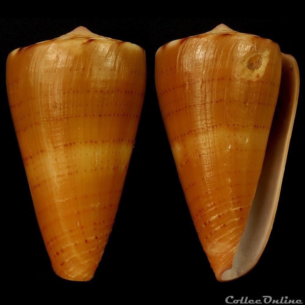 Dauciconus (Dauciconus) daucus (Hwass in Bruguière, 1792) coquillage fossile gastropodum dauciconus dauciconus daucus hwass in bruguiere 1792