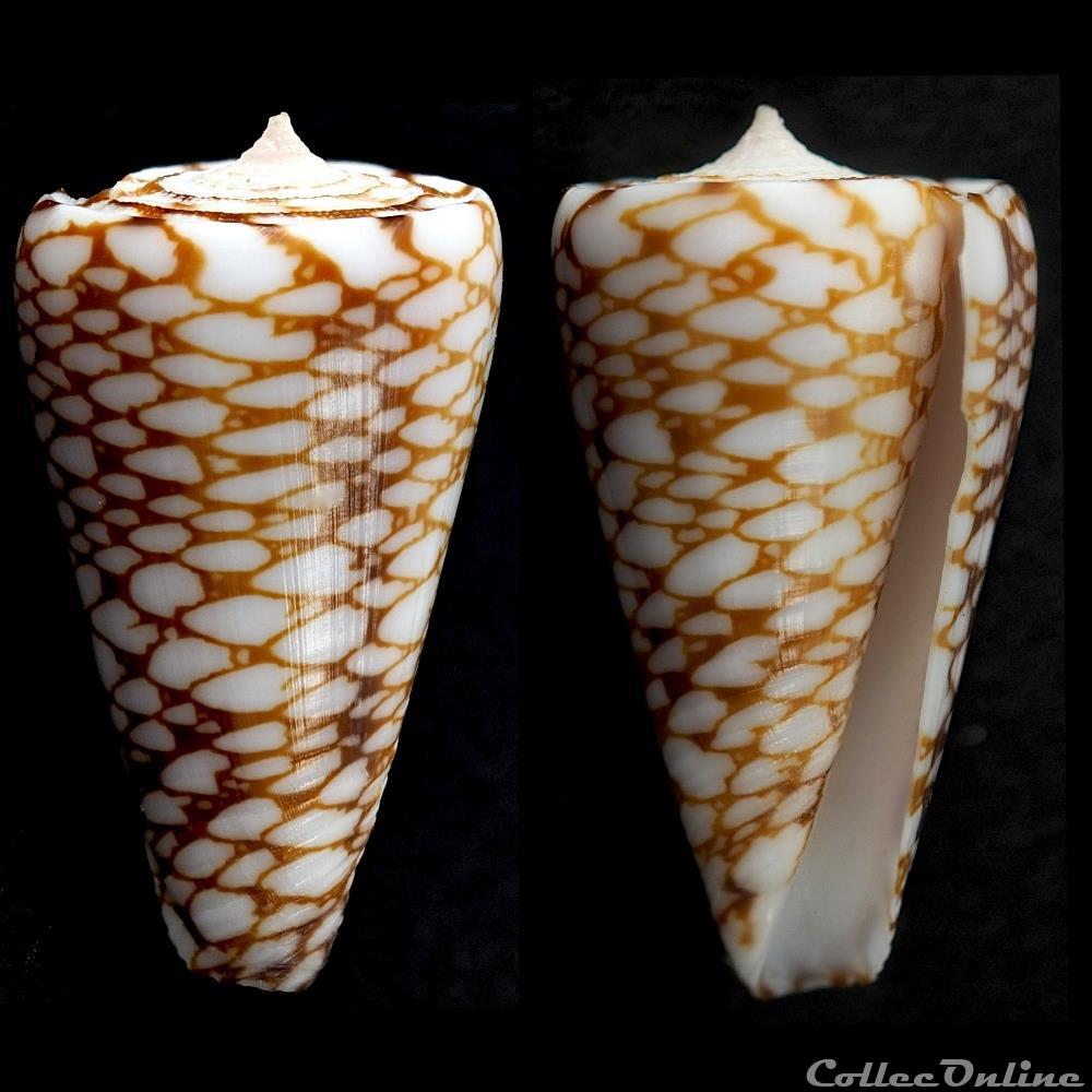 Eugeniconus marchionatus (Hinds, 1843) coquillage fossile gastropodum eugeniconus marchionatus hinds 1843