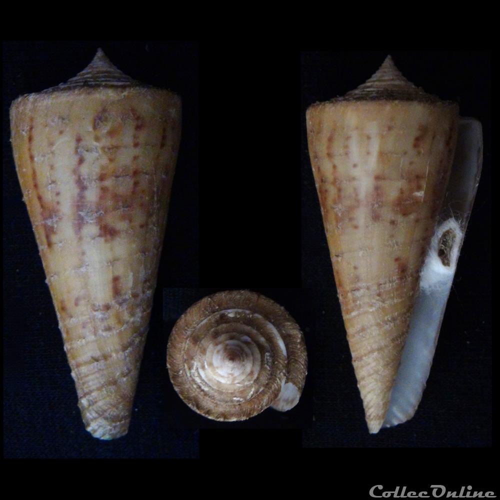 Kioconus (Kioconus) tribblei (Walls, 1977 coquillage fossile gastropodum kioconus kioconus tribblei walls 1977