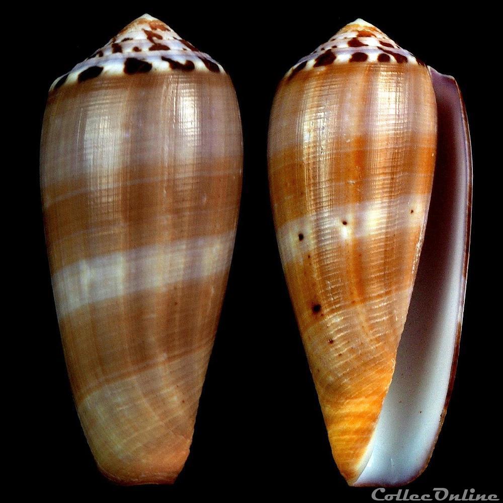 Pionoconus circumcisus (Born, 1778) coquillage fossile gastropodum pionoconus circumcisus born 1778