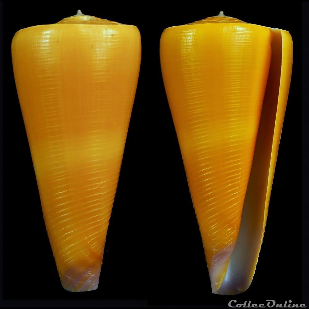 Virgiconus kintoki (Habe & Kosuge, 1970) coquillage fossile gastropodum virgiconus kintoki habe kosuge 1970