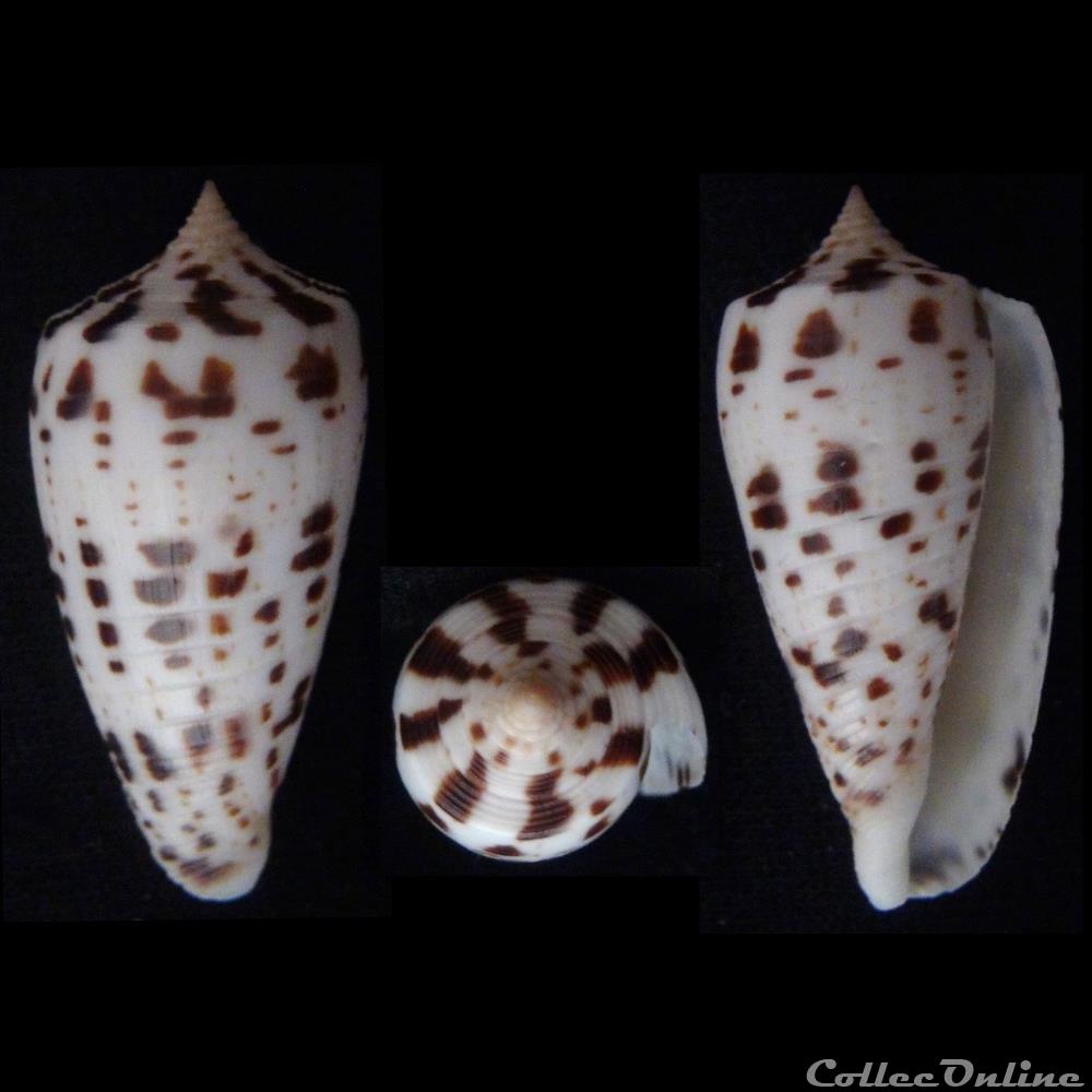 Phasmoconus (Phasmoconus) zapatosensis (Röckel, 1987) coquillage fossile gastropodum phasmoconus phasmoconus zapatosensis rockel 1987