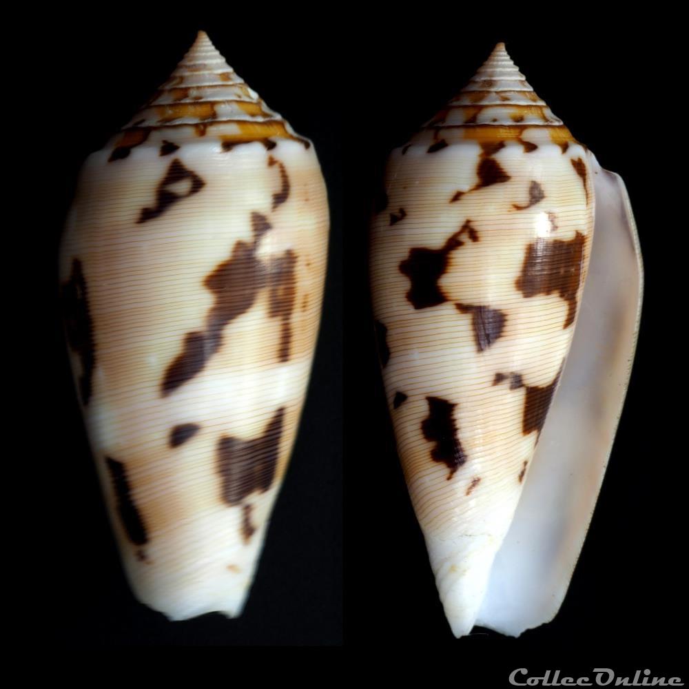 Pionoconus floridus (Sowerby II, 1857) coquillage fossile gastropodum pionoconus floridus sowerby ii 1857