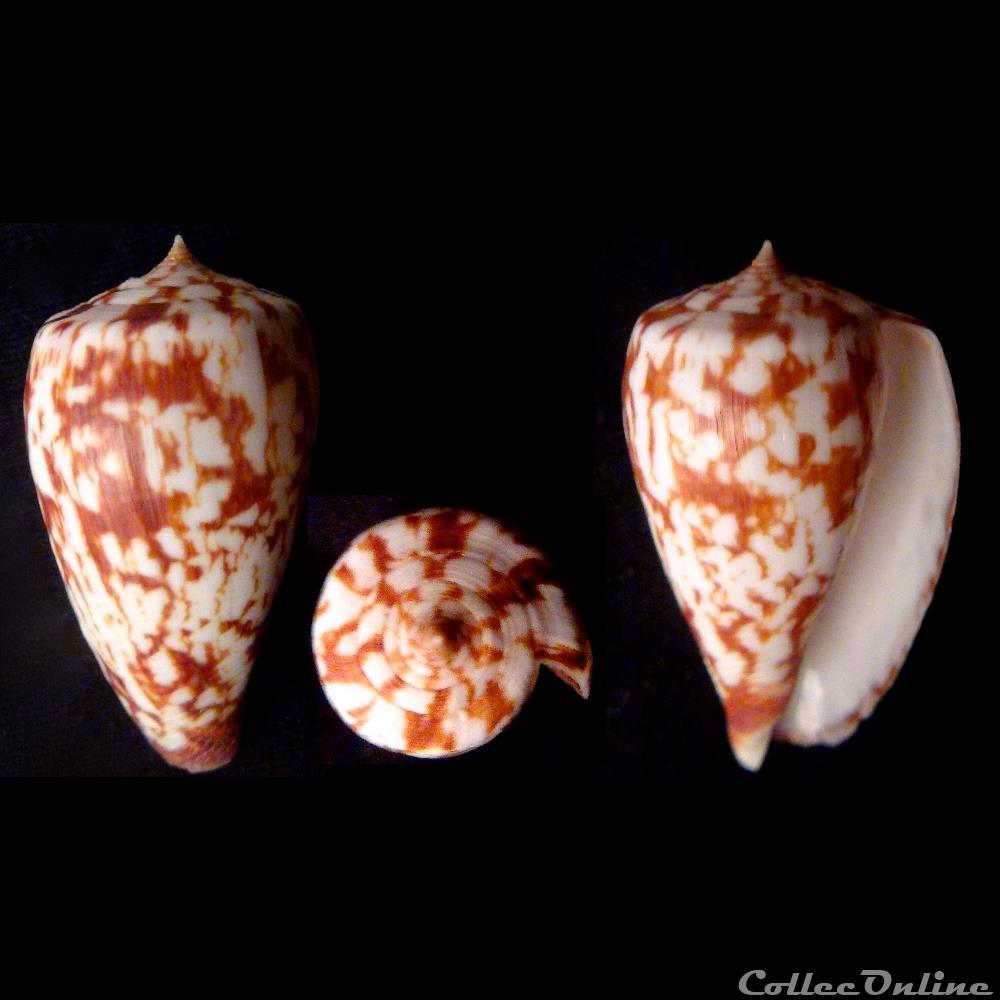 Phasmoconus (Phasmoconus) spectrum (Linnaeus, 1758) coquillage fossile gastropodum phasmoconus phasmoconus spectrum linnaeus 1758