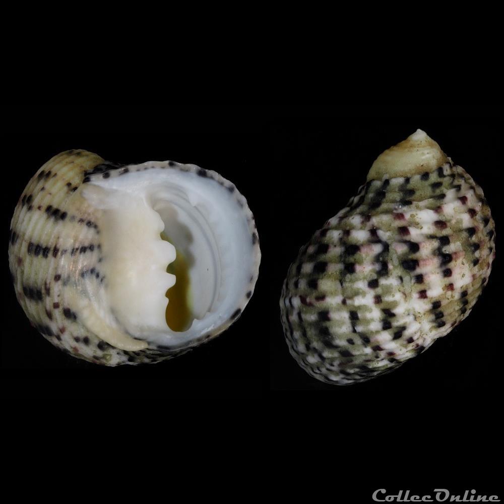 Nerita versicolor Gmelin, 1791 coquillage fossile gastropodum nerita versicolor gmelin 1791