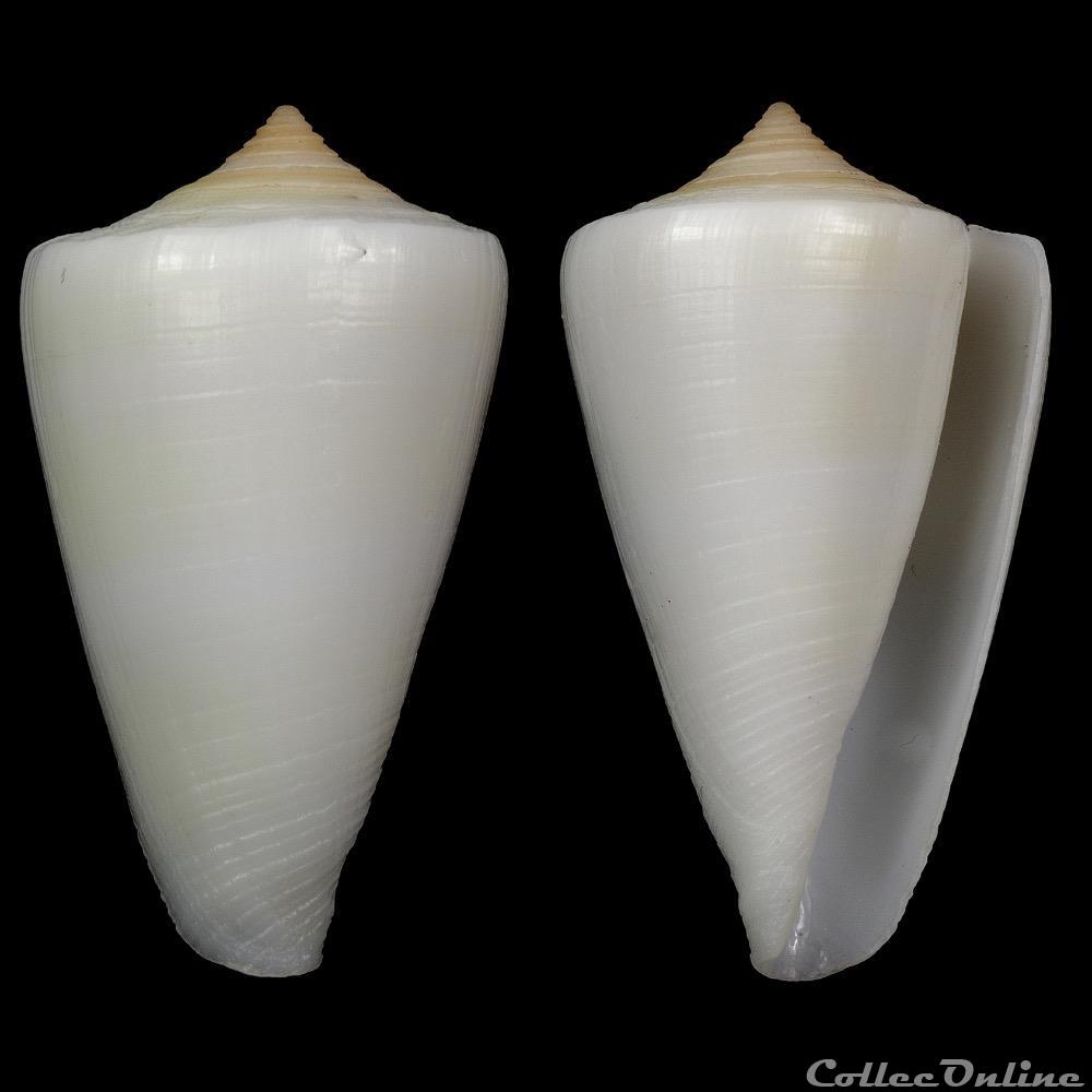 Lividoconus quercinus akabensis (Sowerby III, 1887) coquillage fossile gastropodum lividoconus quercinus akabensis sowerby iii 1887