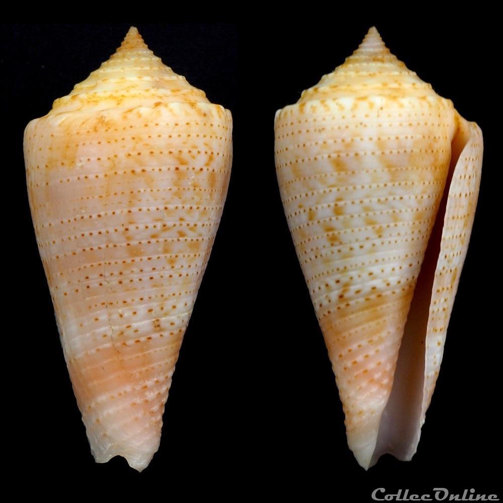 Conasprella otohimeae (Kuroda & Ito, 1961) coquillage fossile gastropodum conasprella otohimeae kuroda ito 1961