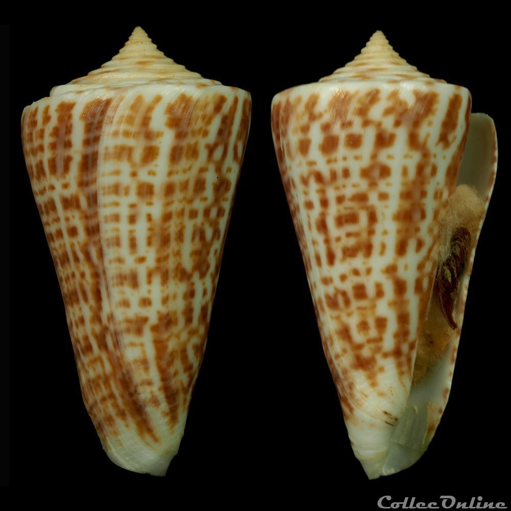 Dauciconus (Dauciconus) regularis (Sowerby I, 1833) coquillage fossile gastropodum dauciconus dauciconus regularis sowerby i 1833