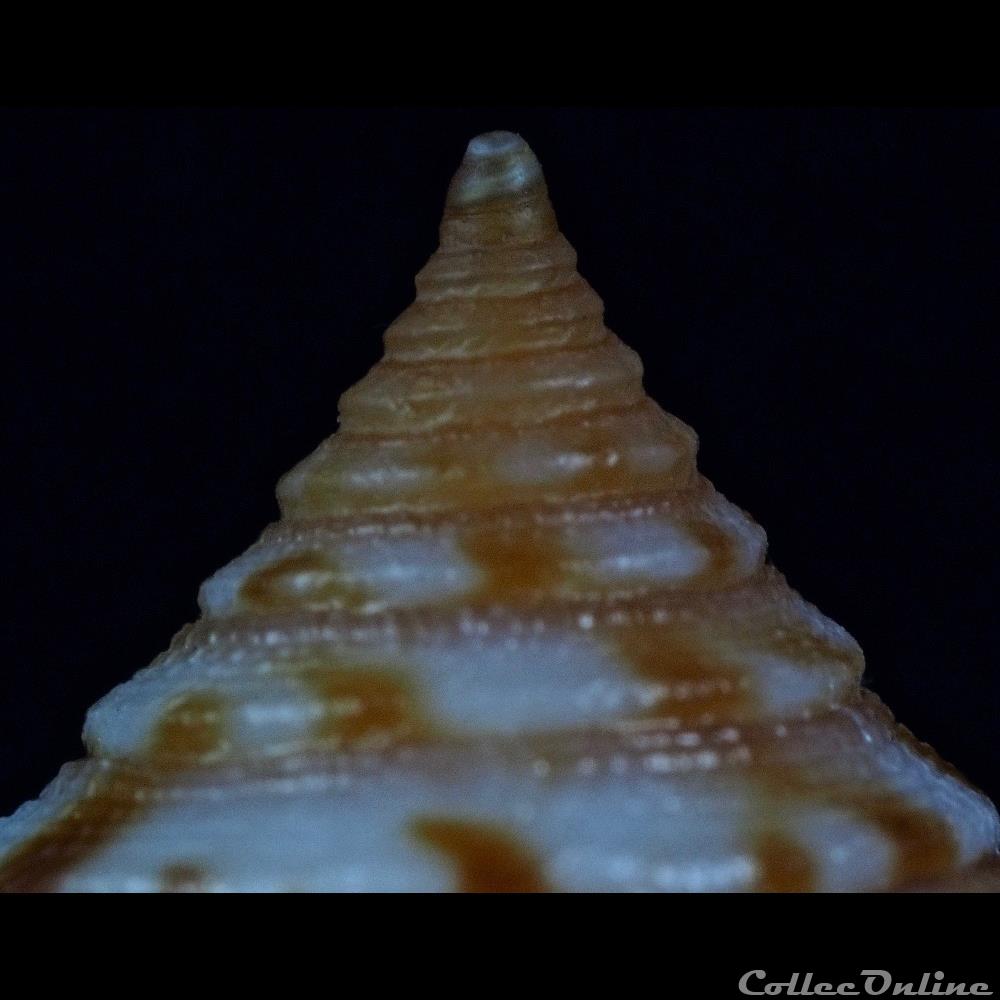 Phasmoconus (Phasmoconus) tmetus (Tomlin, 1937) 2 coquillage fossile gastropodum phasmoconus phasmoconus tmetus tomlin 1937