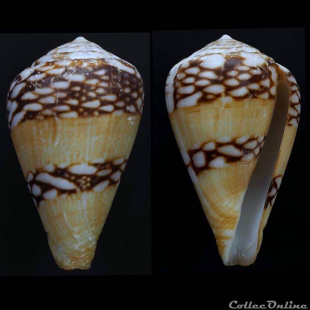 coquillage fossile gastropodum lautoconus lautoconus mercator linnaeus 1758