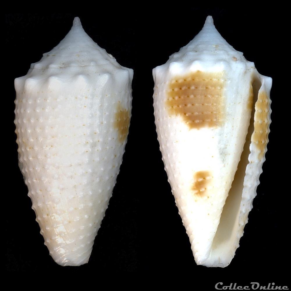 Strategoconus (Rolaniconus) varius (Linnaeus, 1758) coquillage fossile gastropodum strategoconus rolaniconus varius linnaeus 1758