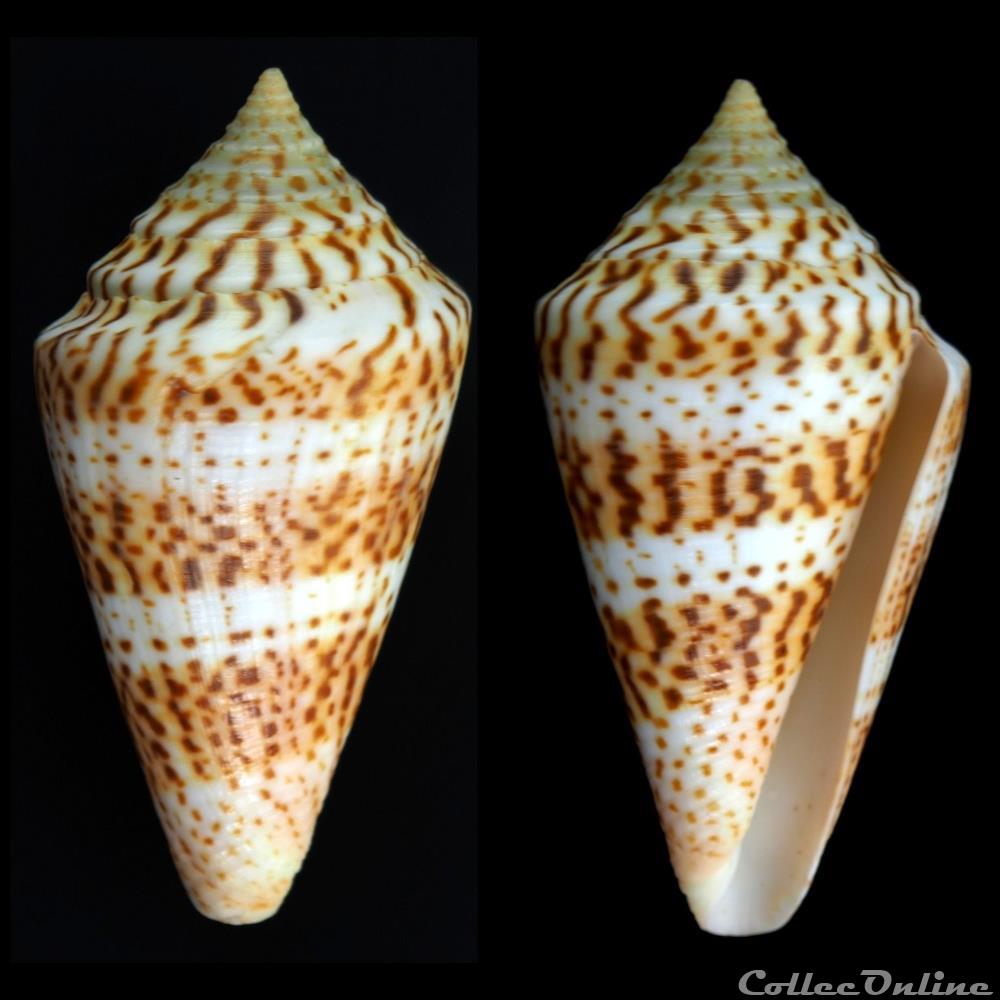 Kohniconus delessertii (Récluz, 1843) coquillage fossile gastropodum kohniconus delessertii recluz 1843