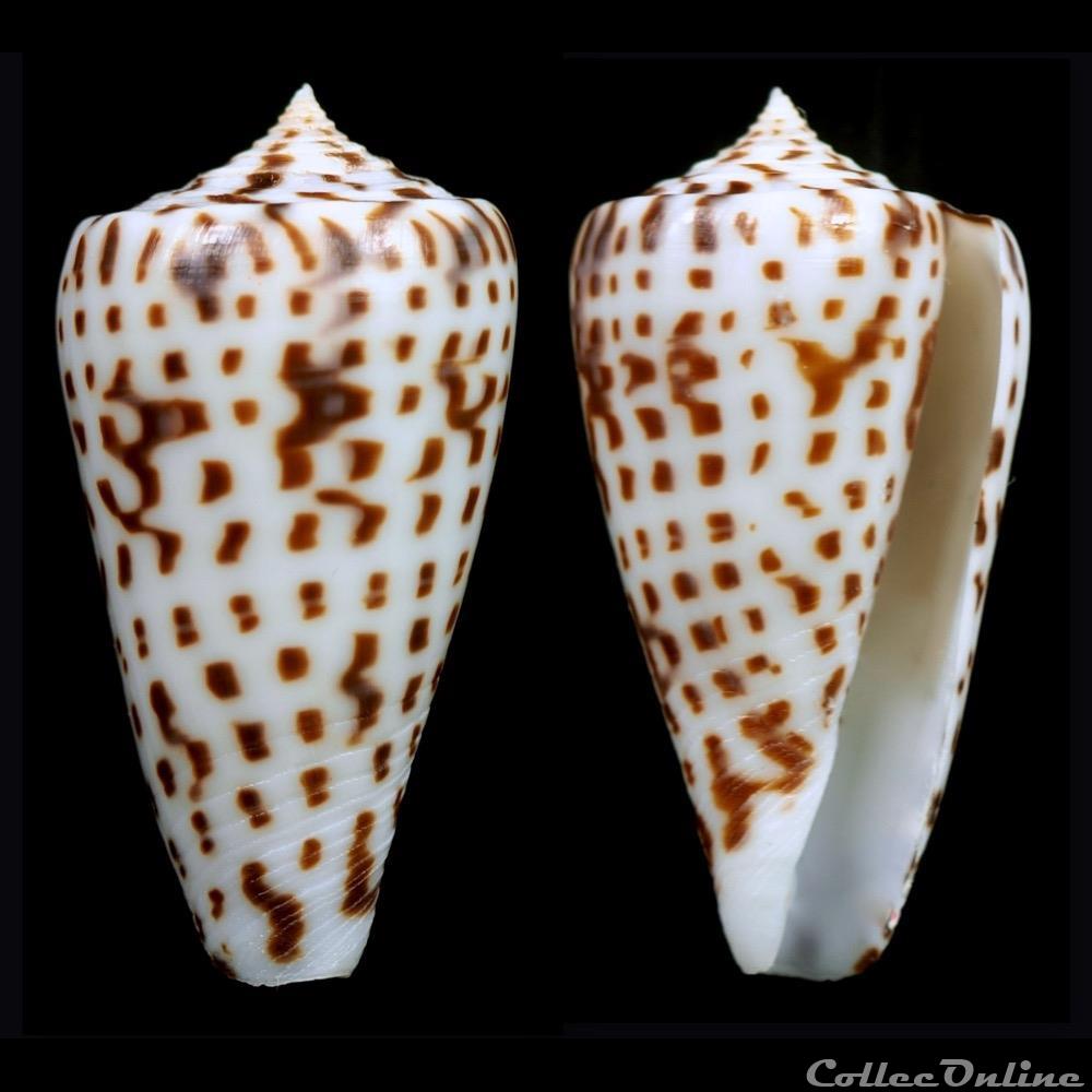 Phasmoconus (Phasmoconus) jickelii (Weinkau , 1873) coquillage fossile gastropodum phasmoconus phasmoconus jickelii weinkau 1873
