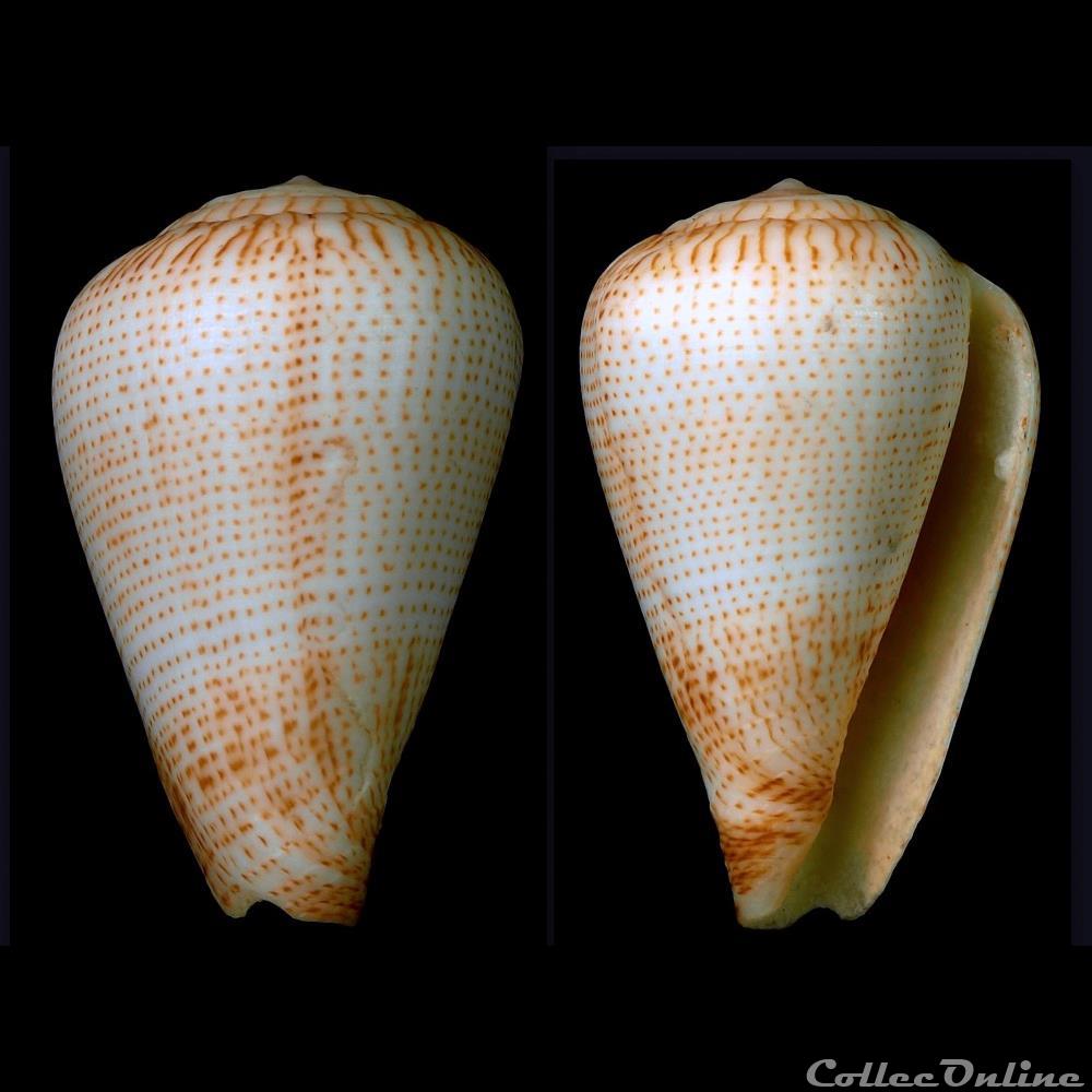 Lautoconus (Varioconus) micropunctatus (Rolán & Röckel, 2000) coquillage fossile gastropodum lautoconus varioconus micropunctatus rolan rockel 2000