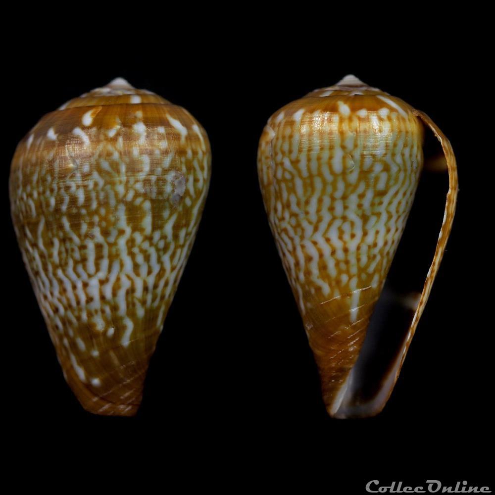 coquillage fossile gastropodum lautoconus varioconus nobrei trovao 1975