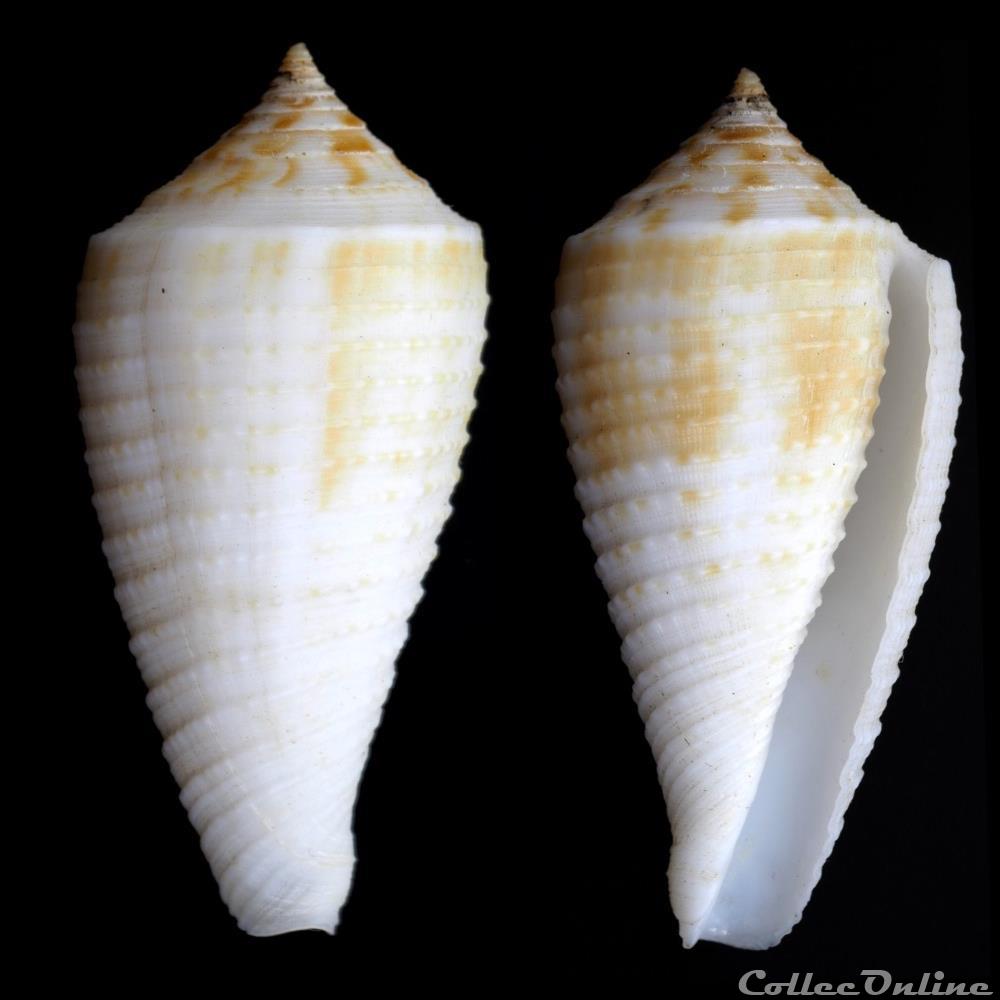 coquillage fossile gastropodum phasmoconus phasmoconus asiaticus da mo a 1985