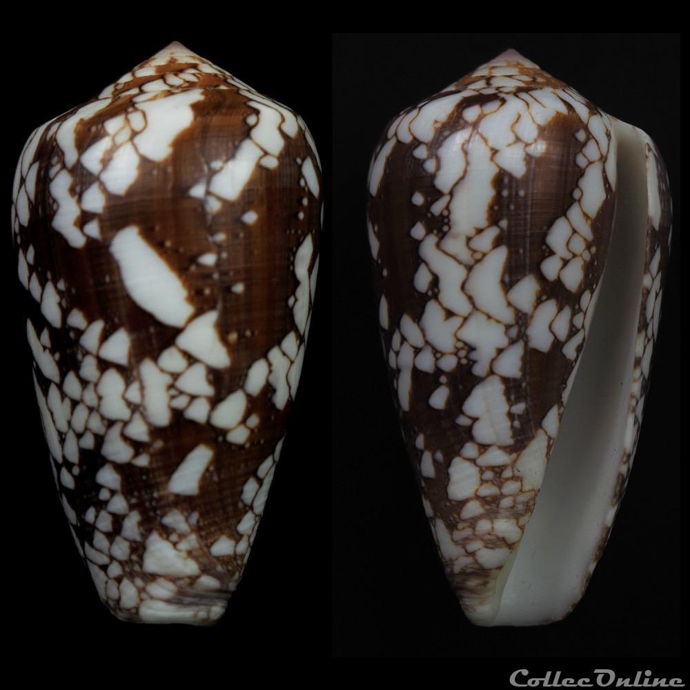 Darioconus behelokensis f. melbae(Lauer, 1989) coquillage fossile gastropodum darioconus behelokensis f melbae lauer 1989
