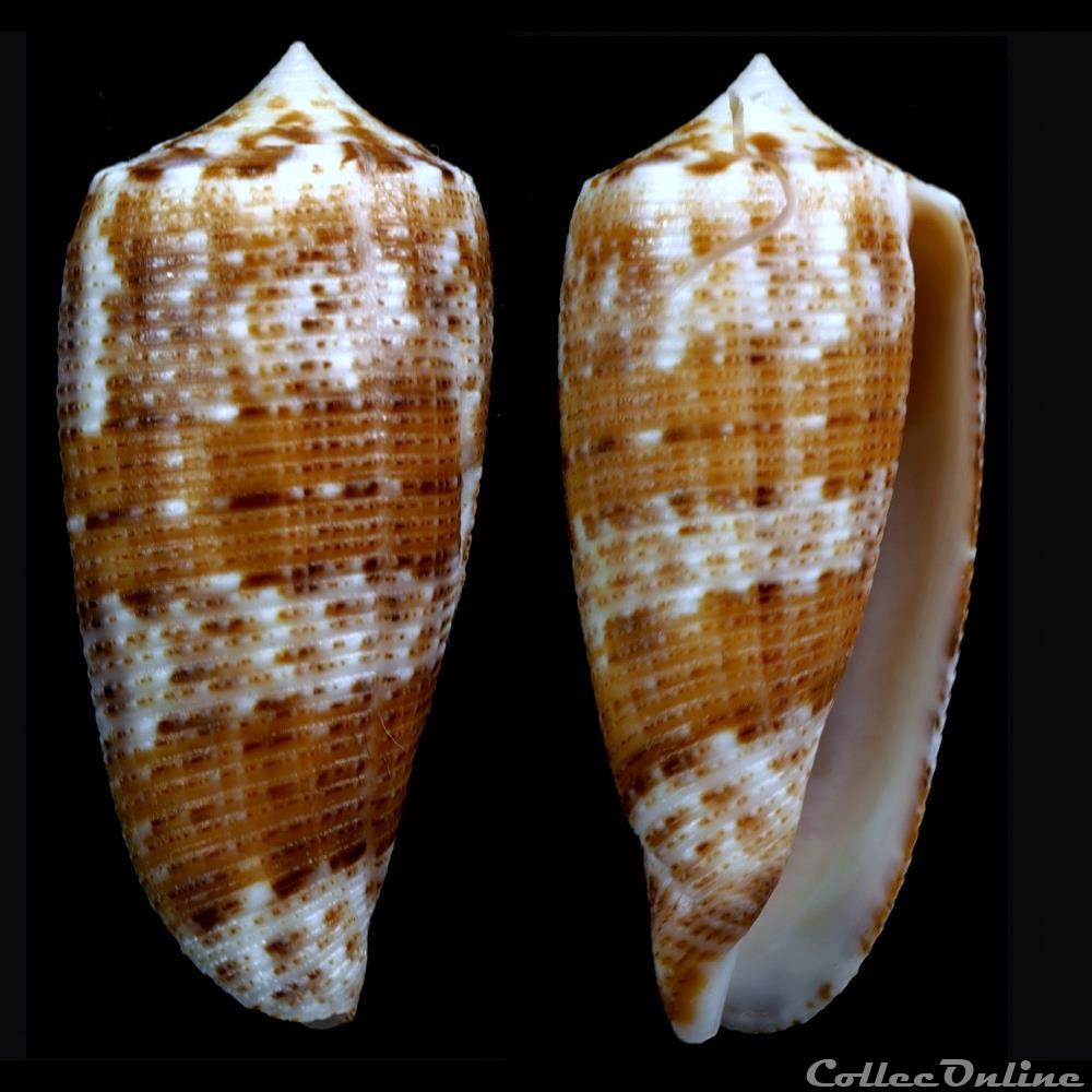 Phasmoconus (Phasmoconus) nimbosus (Hwass in Bruguière, 1792) coquillage fossile gastropodum phasmoconus phasmoconus nimbosus hwass in bruguiere 1792