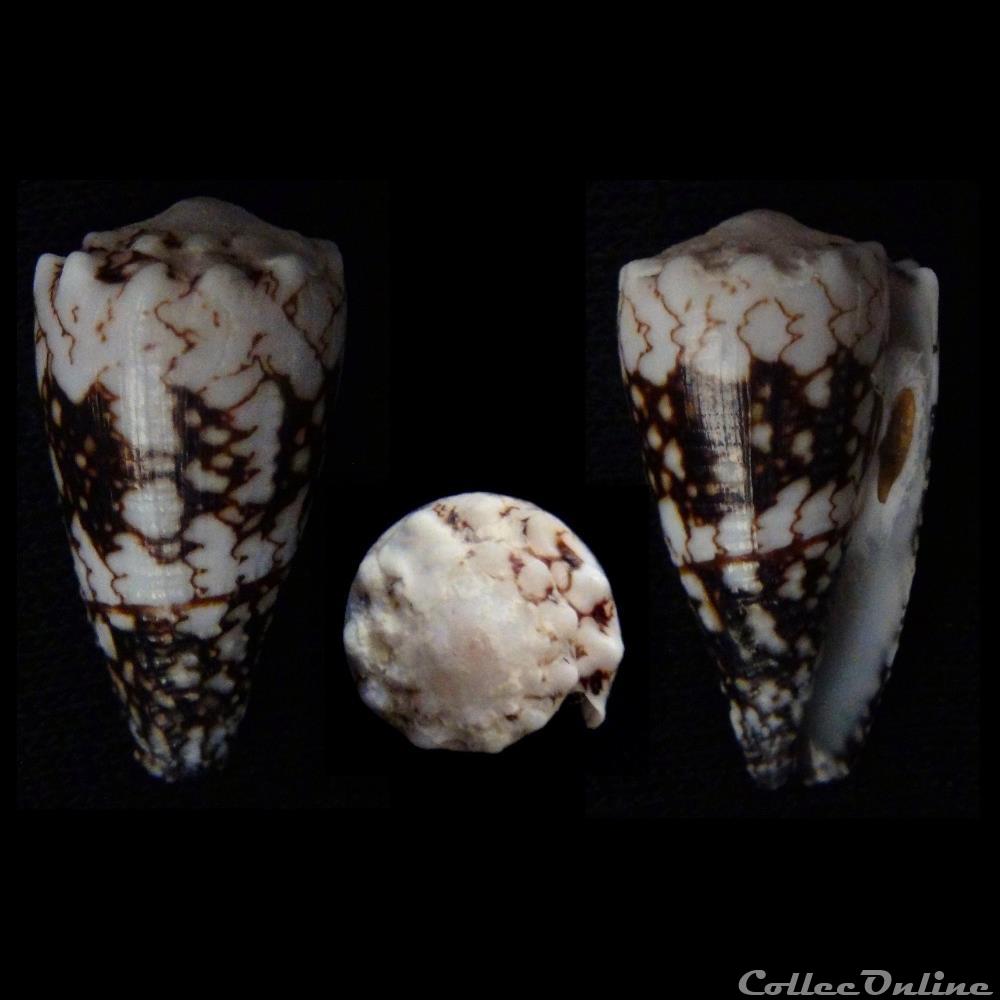 Conus vidua (Lorenz & Barbier, 2012 ) coquillage fossile gastropodum conus vidua lorenz barbier 2012