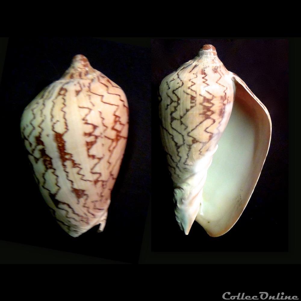 Cymbiola nobilis (Lightfoot, 1786) coquillage fossile gastropodum cymbiola nobilis lightfoot 1786
