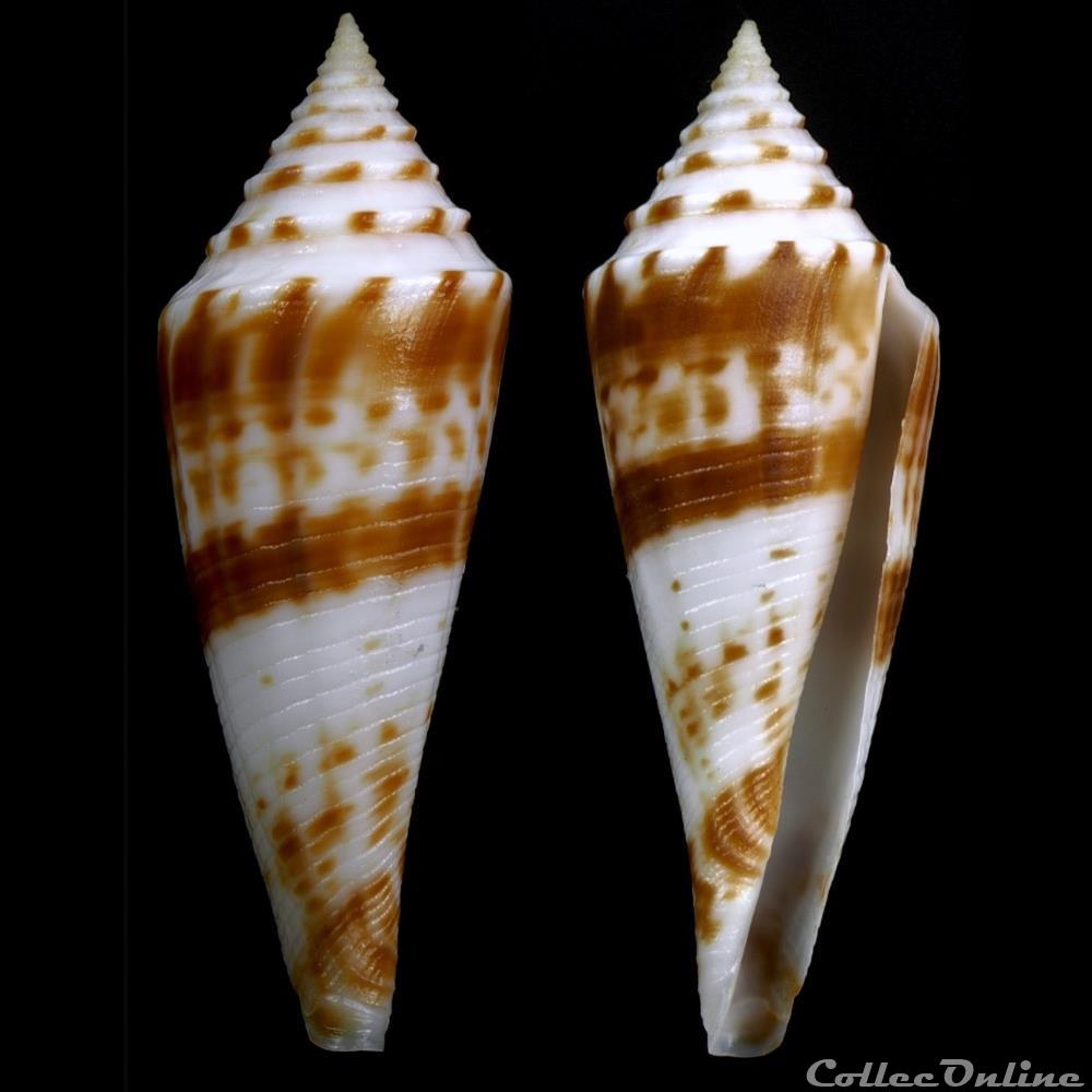 Fusiconus (Fusiconus) ichinoseanus (Kuroda, 1956) coquillage fossile gastropodum fusiconus fusiconus ichinoseanus kuroda 1956
