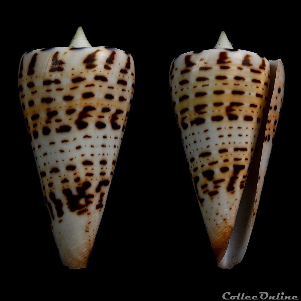 Strategoconus (Strategoconus) monile (Hwass, 1792) coquillage fossile gastropodum strategoconus strategoconus monile hwass 1792