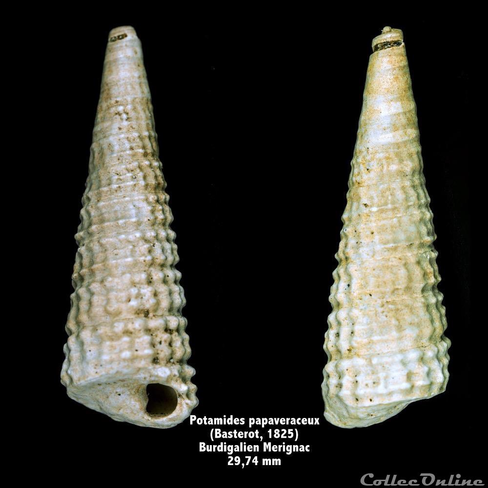 Potamides papaveraceux (Basterot, 1825) coquillage fossile invertebre potamides papaveraceux basterot 1825