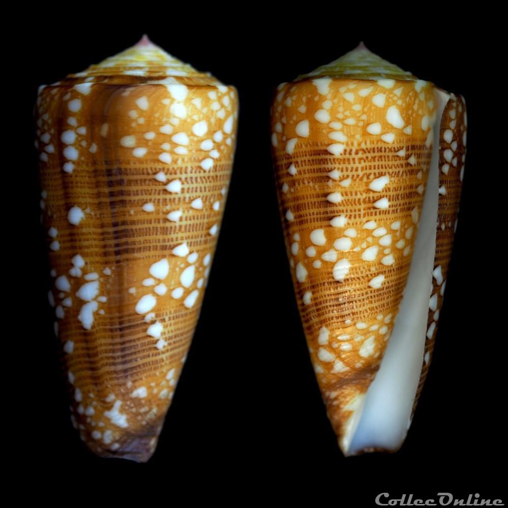 Eugeniconus victor victor (Broderip, 1842) coquillage fossile gastropodum eugeniconus victor victor broderip 1842