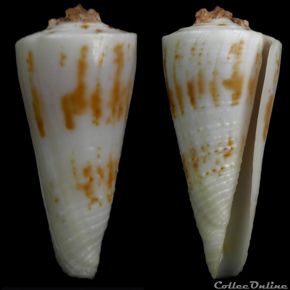coquillage fossile gastropodum kioconus kioconus tribblei walls 1977