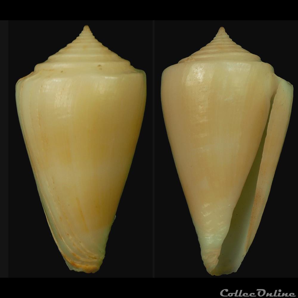 coquillage fossile gastropodum lividoconus calamiconus escondidai poppe tagaro 2005