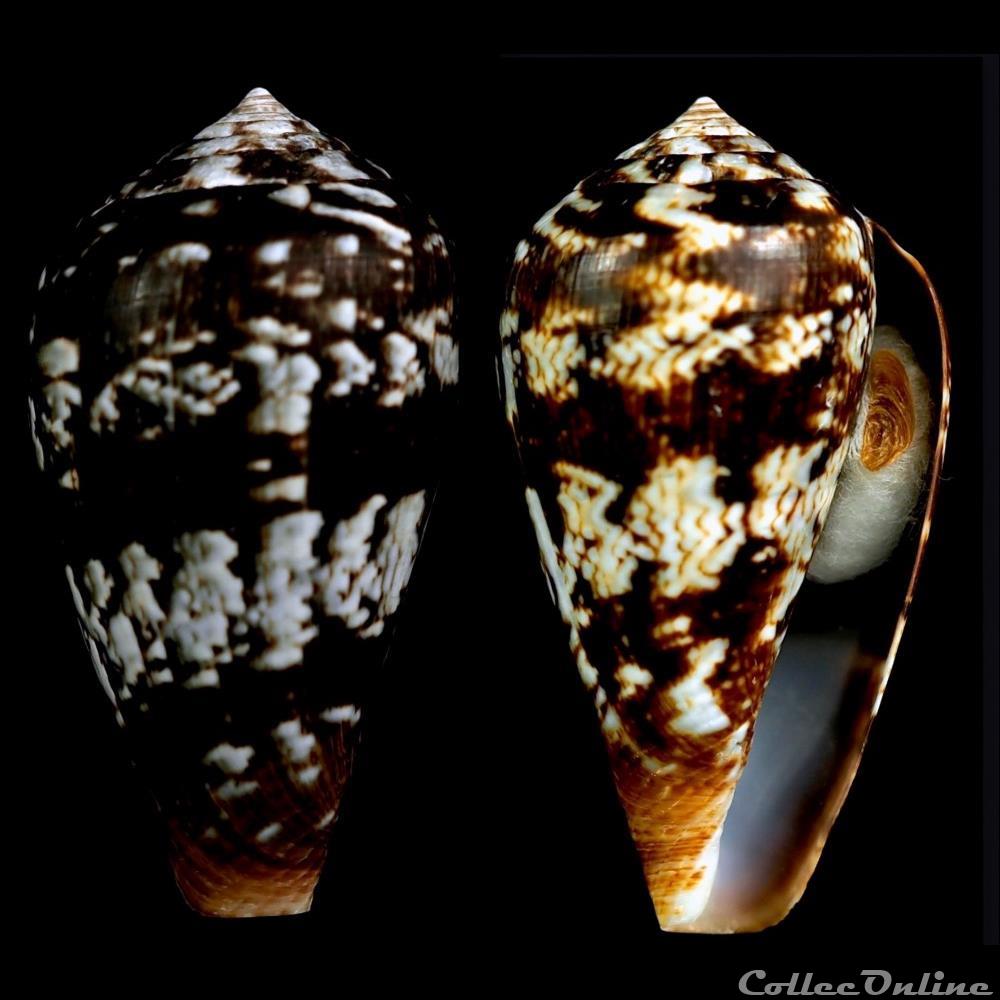 coquillage fossile gastropodum lautoconus lautoconus guinaicus hwass 1792