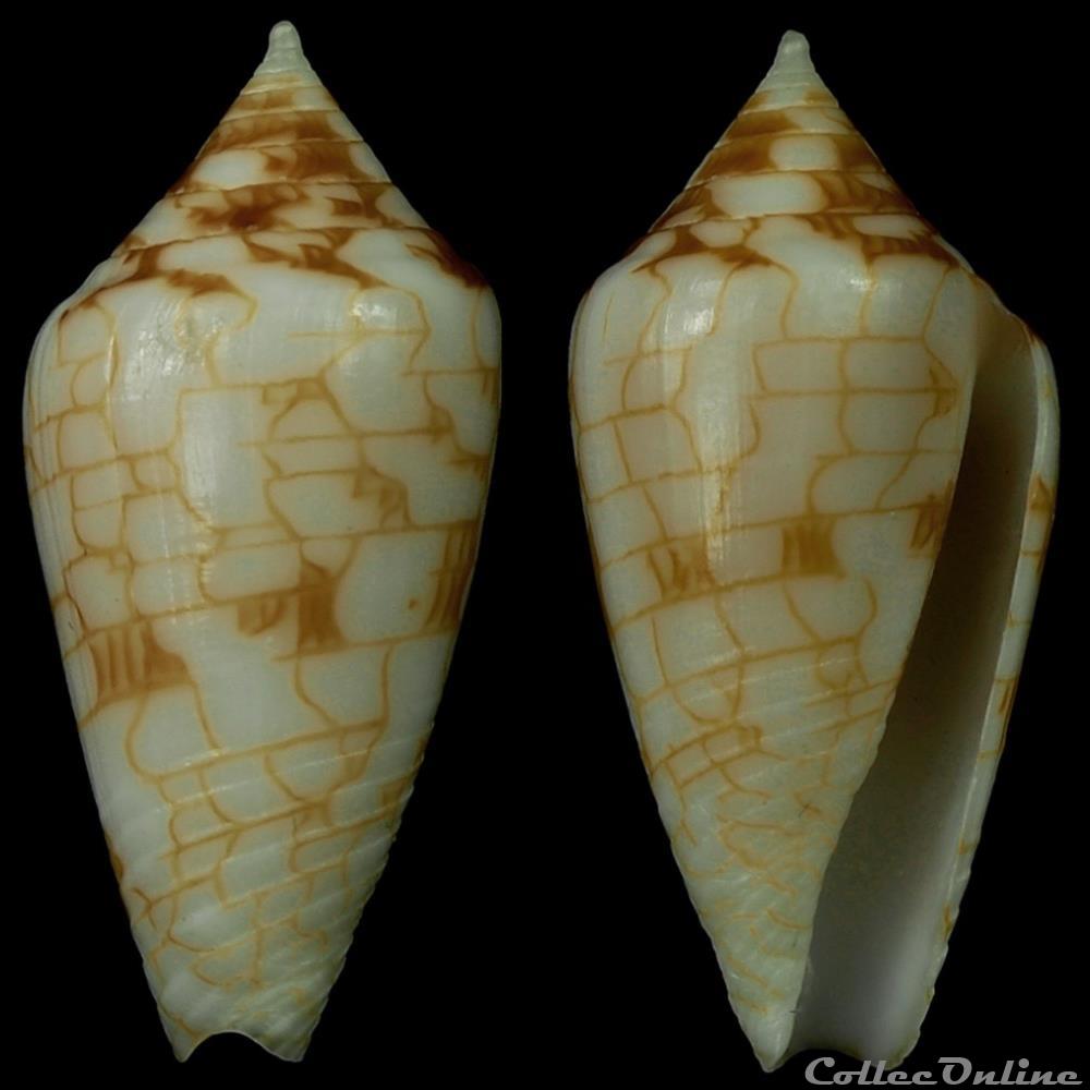 Ximeniconus (Perplexiconus) lucidus (Wood, 1828) coquillage fossile gastropodum ximeniconus perplexiconus lucidus wood 1828