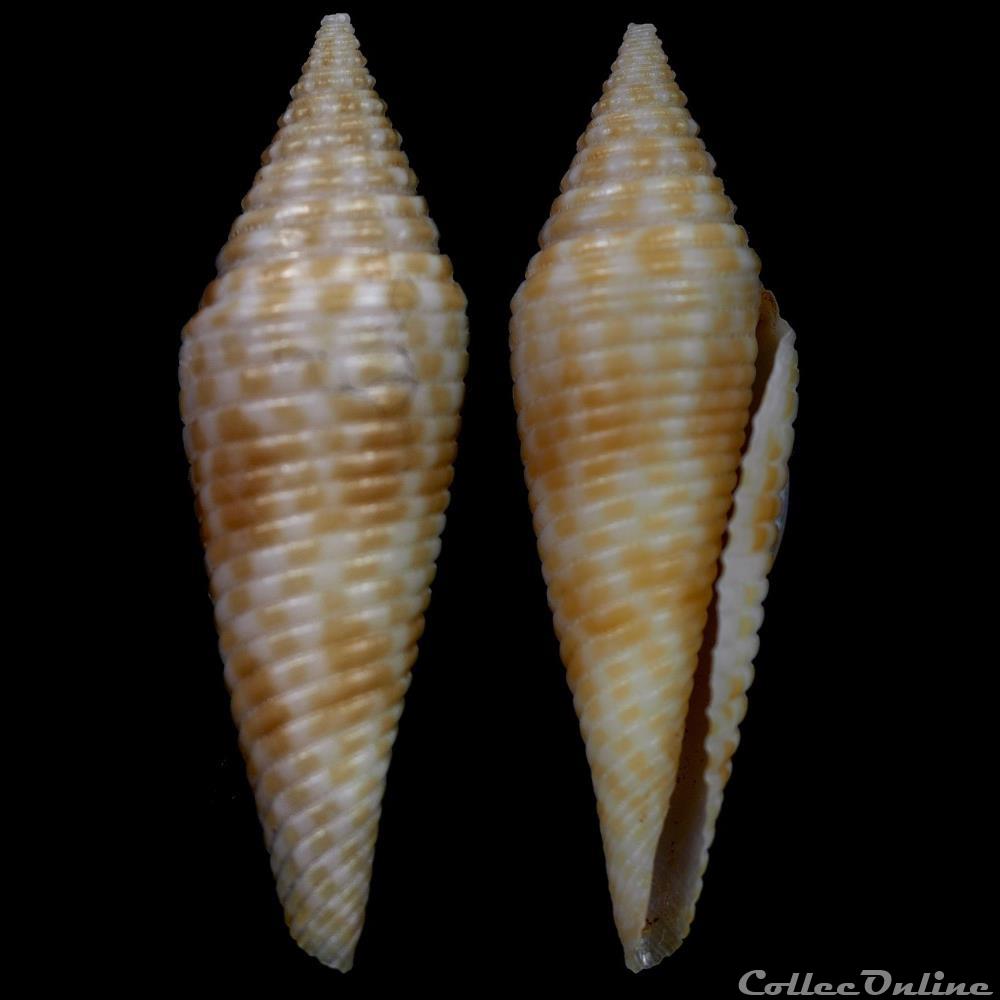 coquillage fossile gastropodum fusiconus fusiconus kantanganus da motta 1982
