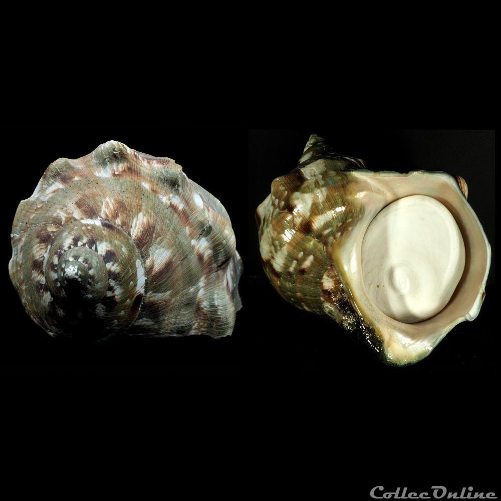 coquillage fossile gastropodum turbo marmoratus linnaeus 1758