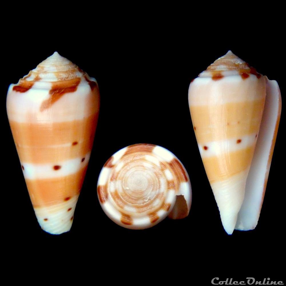 Pionoconus barthelemyi (Bernardi, 1861) coquillage fossile gastropodum pionoconus barthelemyi bernardi 1861