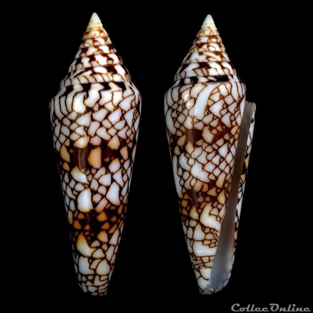 Leptoconus milneedwardsi clytospira (Melvill & Standen, 1899) coquillage fossile gastropodum leptoconus milneedwardsi clytospira melvill standen 1899