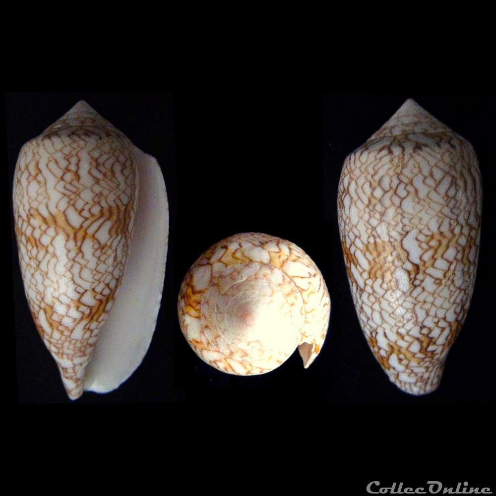 Cylindrus textile (Linnaeus, 1758) coquillage fossile gastropodum cylindrus textile linnaeus 1758