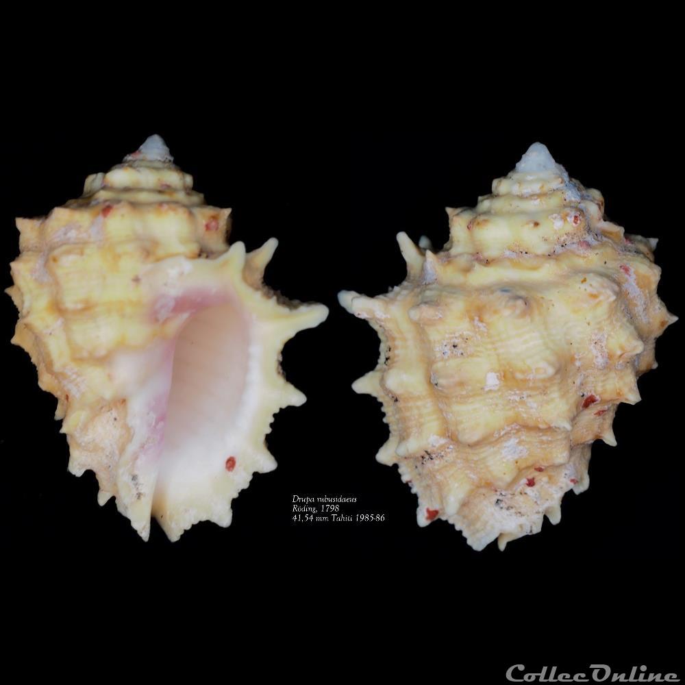 coquillage fossile gastropodum drupa rubusidaeus roding 1798
