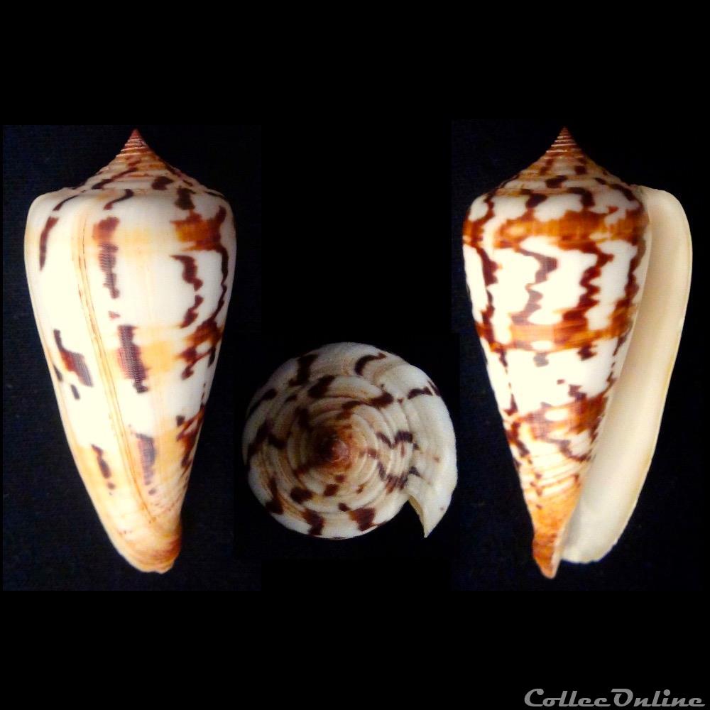 Phasmoconus (Phasmoconus) janus (Hwass in Bruguière, 1792) coquillage fossile gastropodum phasmoconus phasmoconus janus hwass in bruguiere 1792