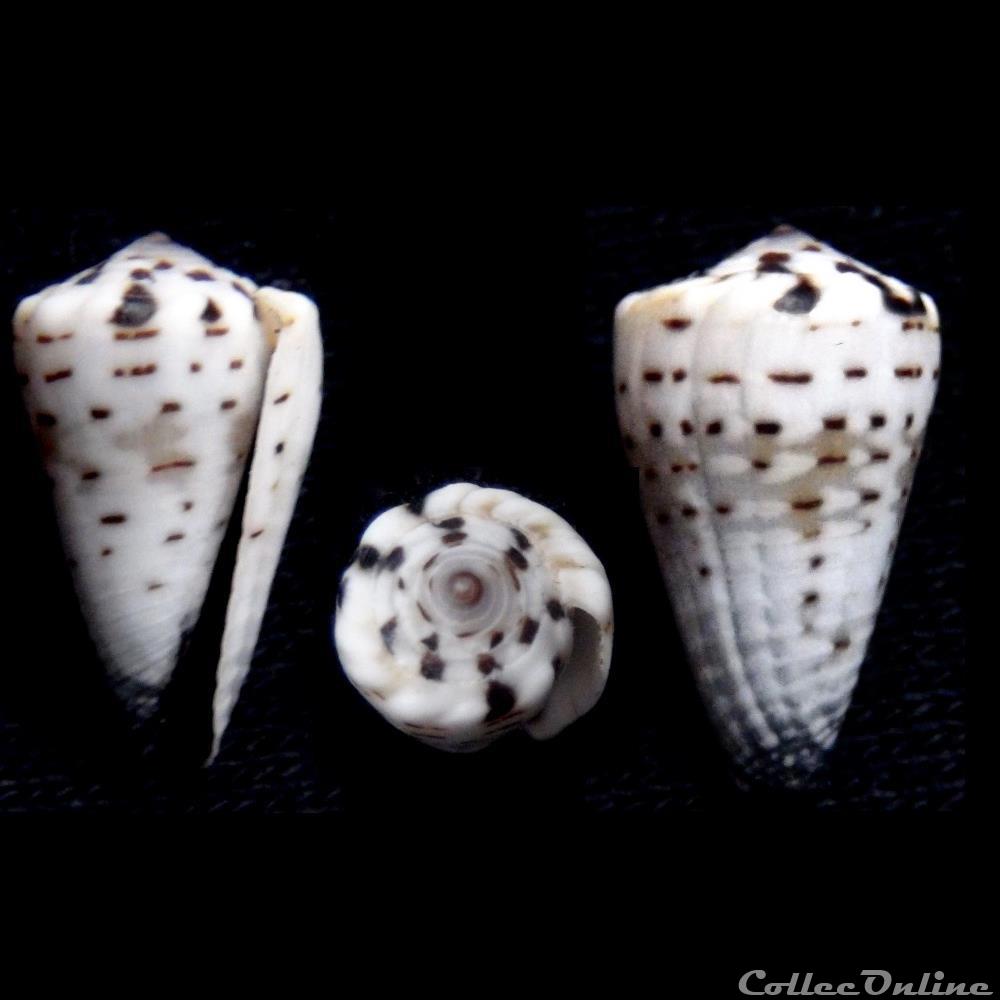 Harmoniconus musicus (Hwass in Bruguière, 1792) coquillage fossile gastropodum harmoniconus musicus hwass in bruguiere 1792