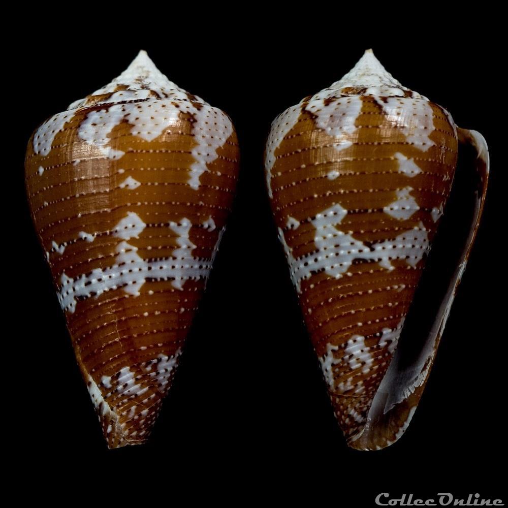 coquillage fossile gastropodum tenorioconus dominicanus hwass in brugiere 1792