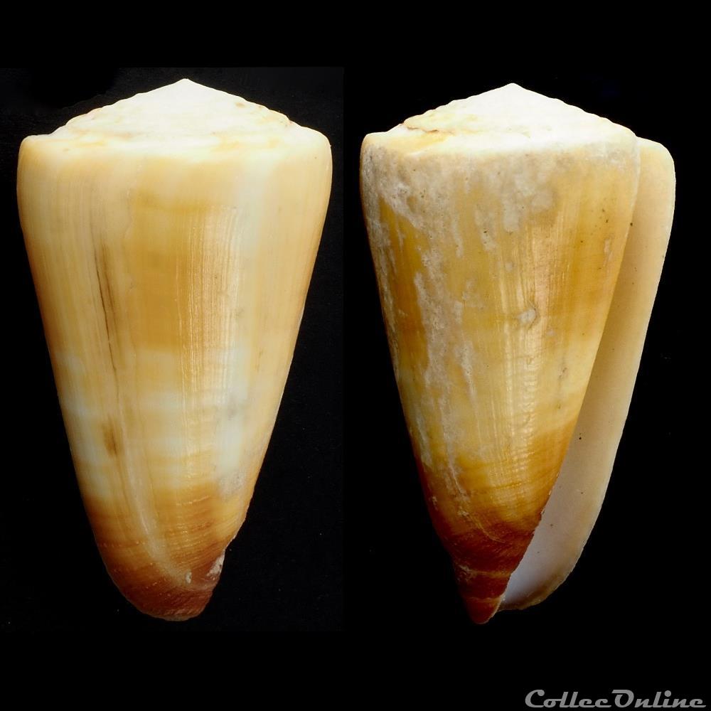 Strategoconus (Vituliconus) ferrugineus (Hwass in Bruguière, 1792) coquillage fossile gastropodum strategoconus vituliconus ferrugineus hwass in bruguiere 1792