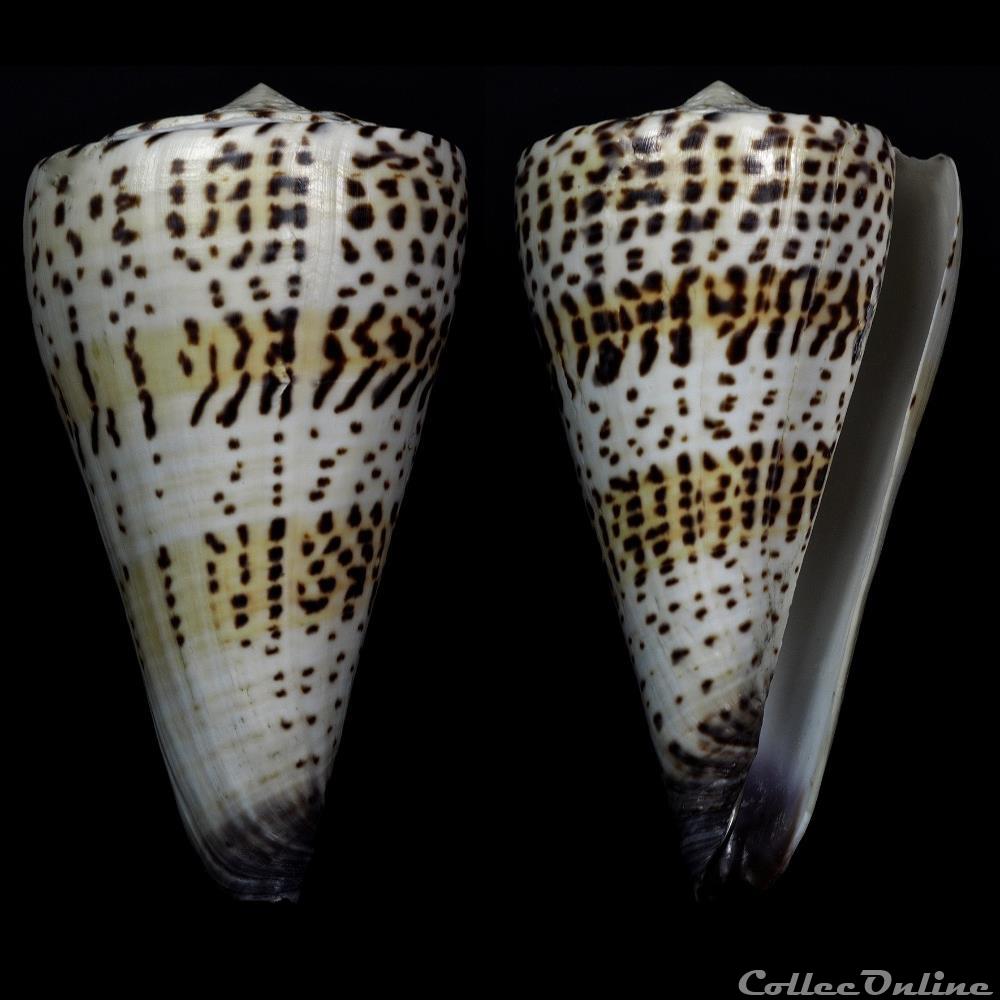Elisaconus moncuri (Filmer, 2005) coquillage fossile gastropodum elisaconus moncuri filmer 2005