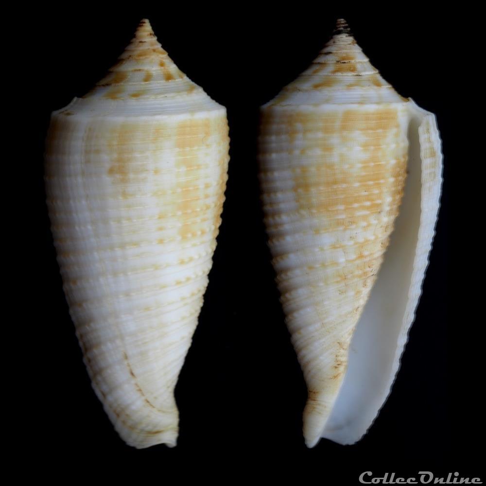 Phasmoconus (Phasmoconus) asiaticus (da Motta, 1985) coquillage fossile gastropodum phasmoconus phasmoconus asiaticus da motta 1985