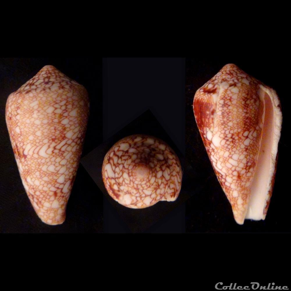 Cylindrus textilinus (Kiener, 1845) coquillage fossile gastropodum cylindrus textilinus kiener 1845